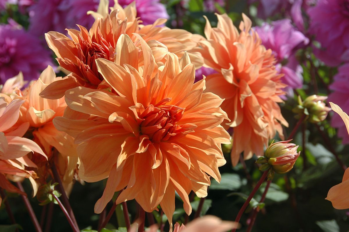 Dahlia Babylon Bronze