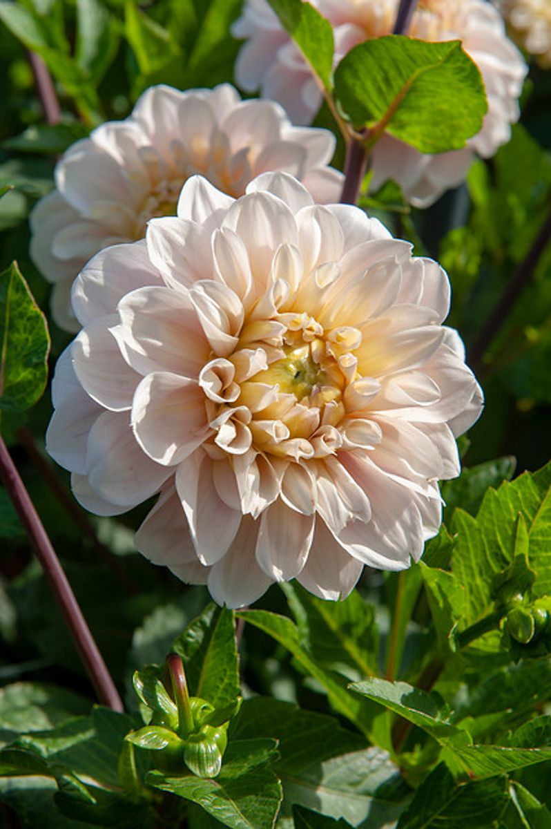 Dahlia Sweet Nathalie 