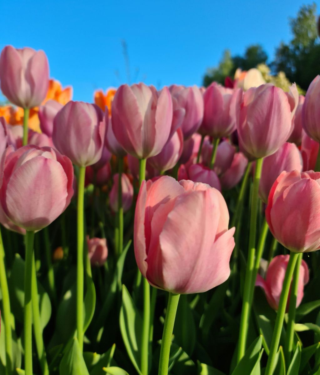 Tulipan Salmon van Eijk 10 stykk 