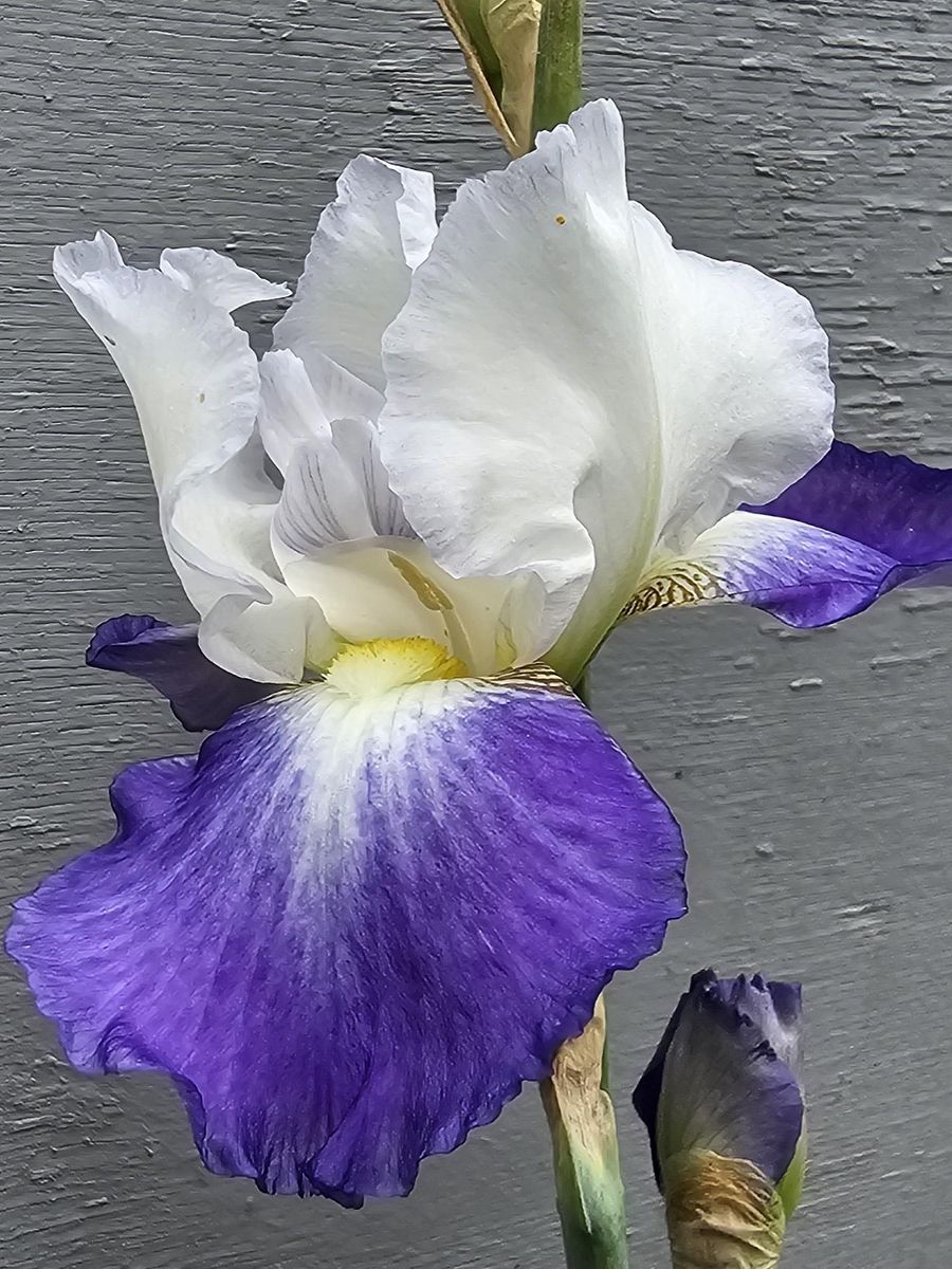 Iris Germanica Clarence