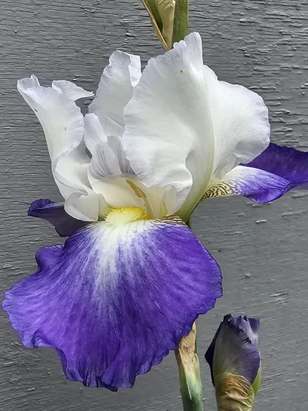 Hovedbilde Iris Germanica Clarence