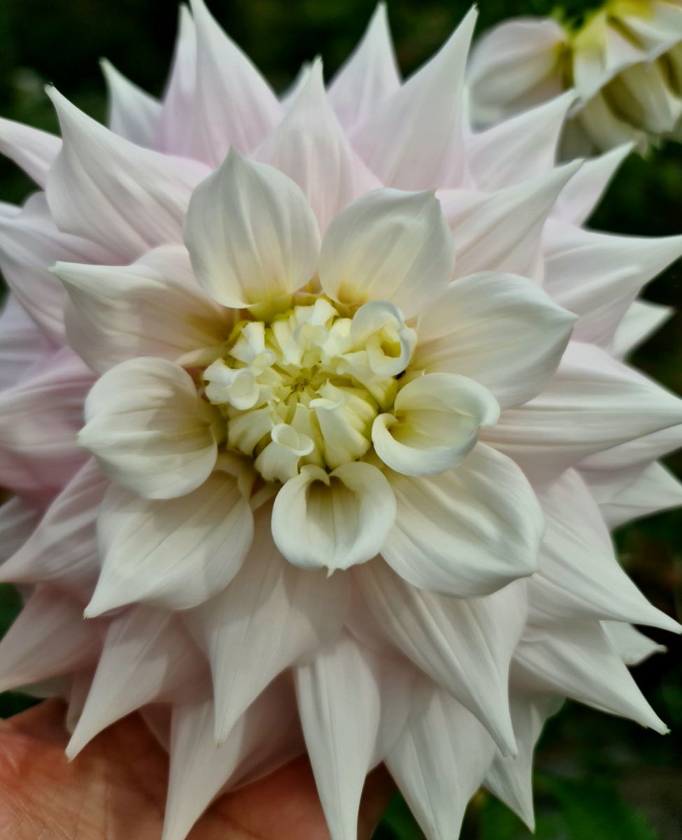 Dahlia Gitt's Perfection 