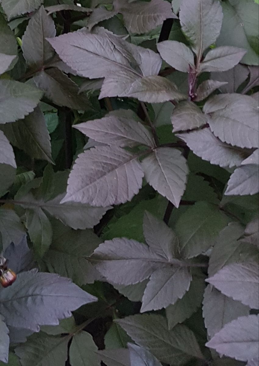 Dahlia Bishop of Llandaff 