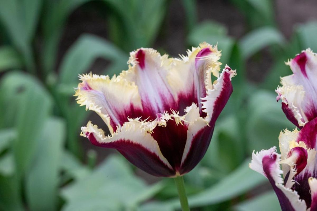 Tulipan Gavota Special 5 stk Nyhet
