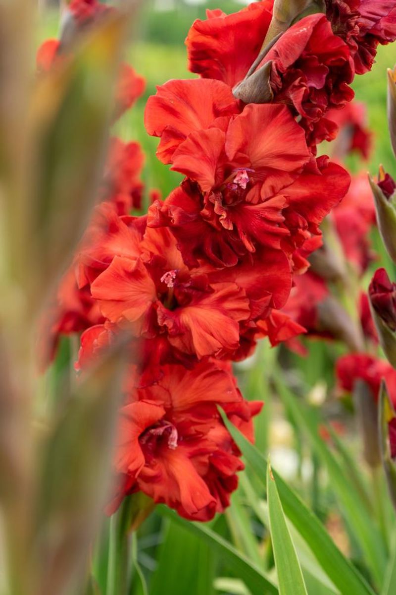 Gladiolus Velvet Raspberry 10 stykk Nyhet
