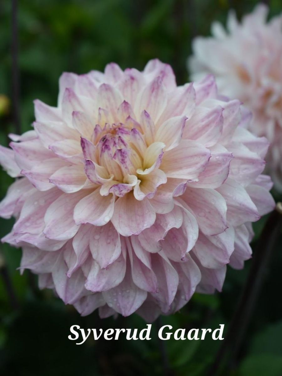Dahlia Masterclass Nyhet 2026