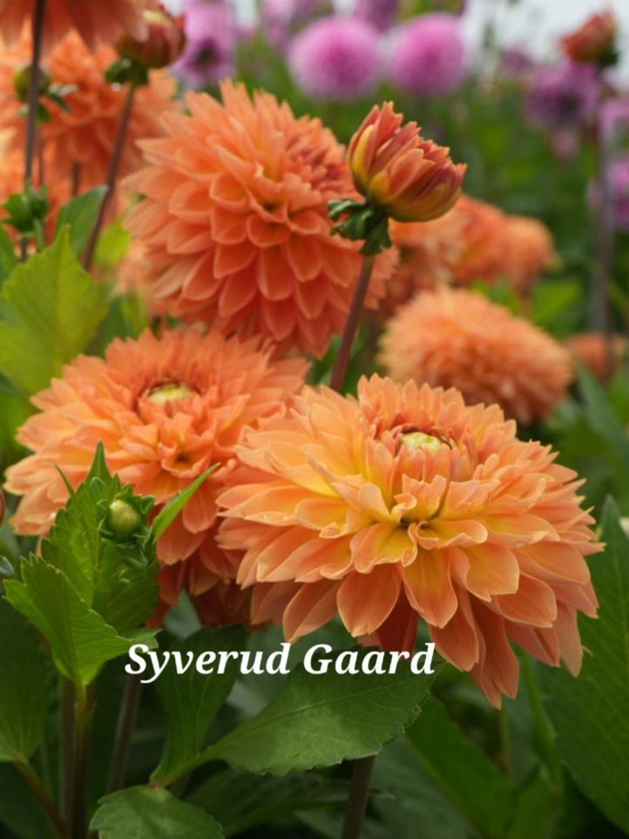 Dahlia Orange Impact Nyhet 2026