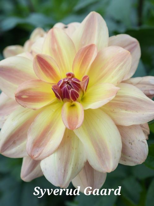 Hovedbilde Dahlia Happy Butterfly 
