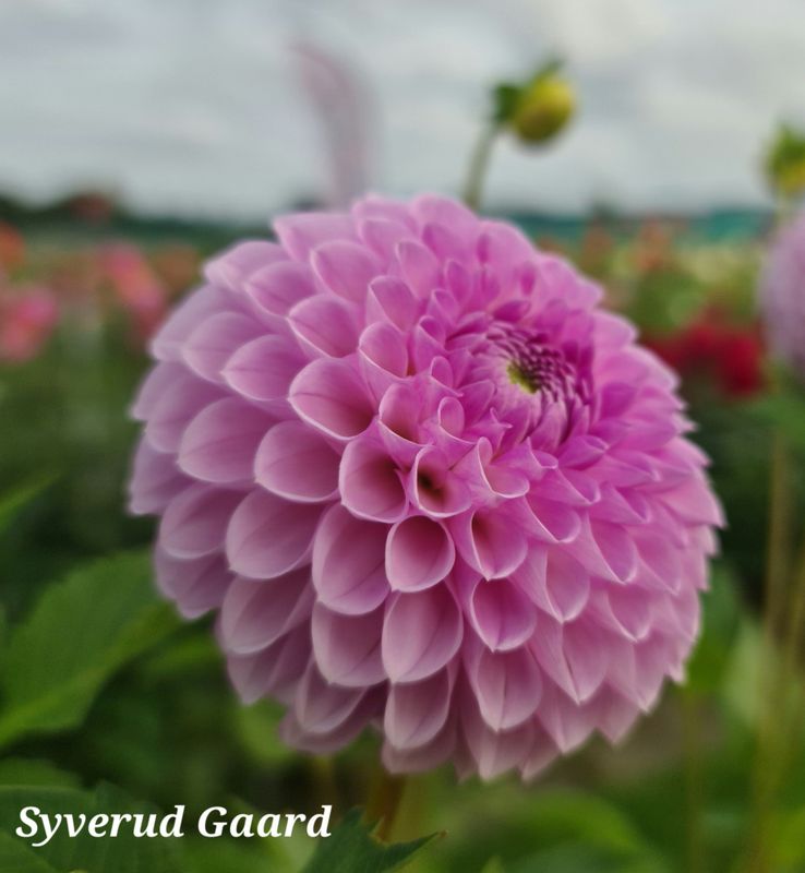 Dahlia Megan Dean