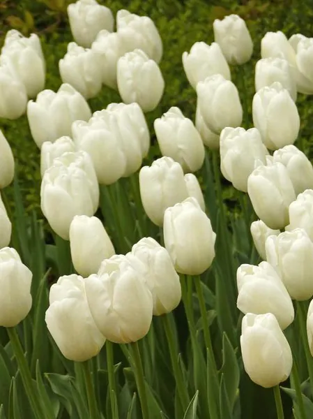 Hovedbilde Tulipan Lanka 10 stykk Nyhet