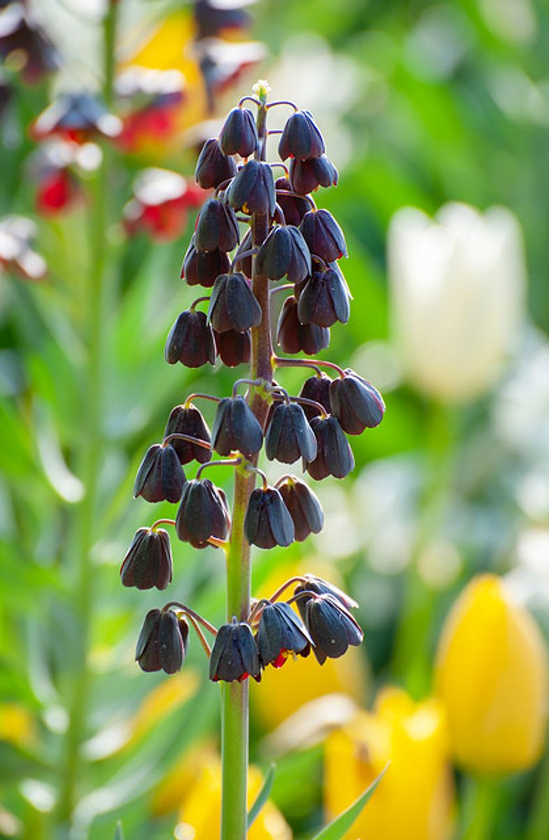 Fritillaria Persica Nyhet 2026