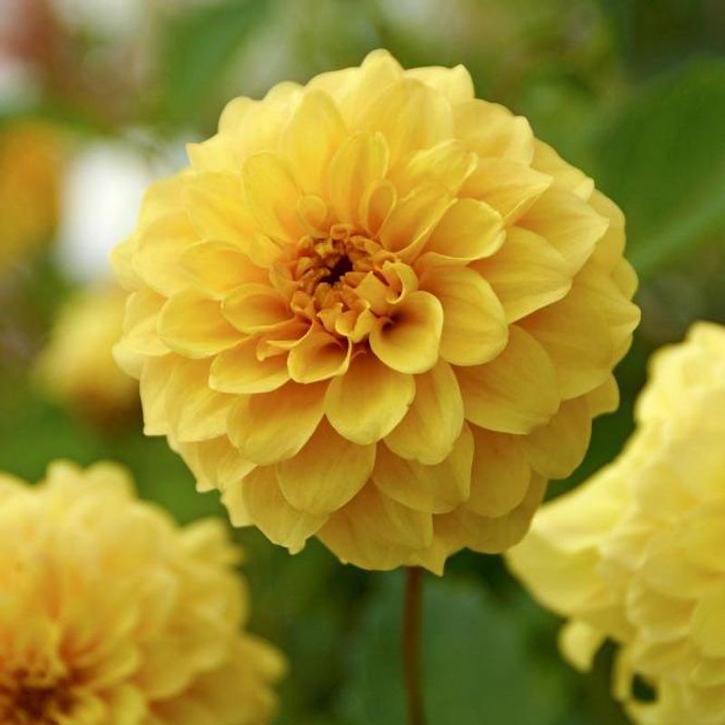 Dahlia Golden Scepter