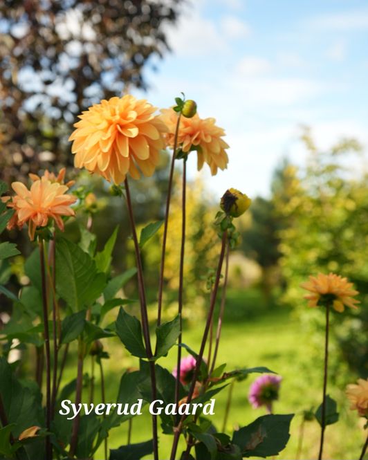 Hovedbilde Dahlia Bizon Bronze