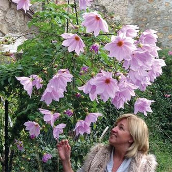 Hovedbilde Dahlia Imperialis 