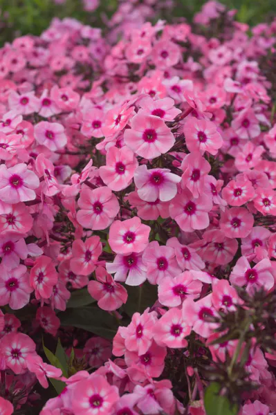 Hovedbilde Phlox Larissa 