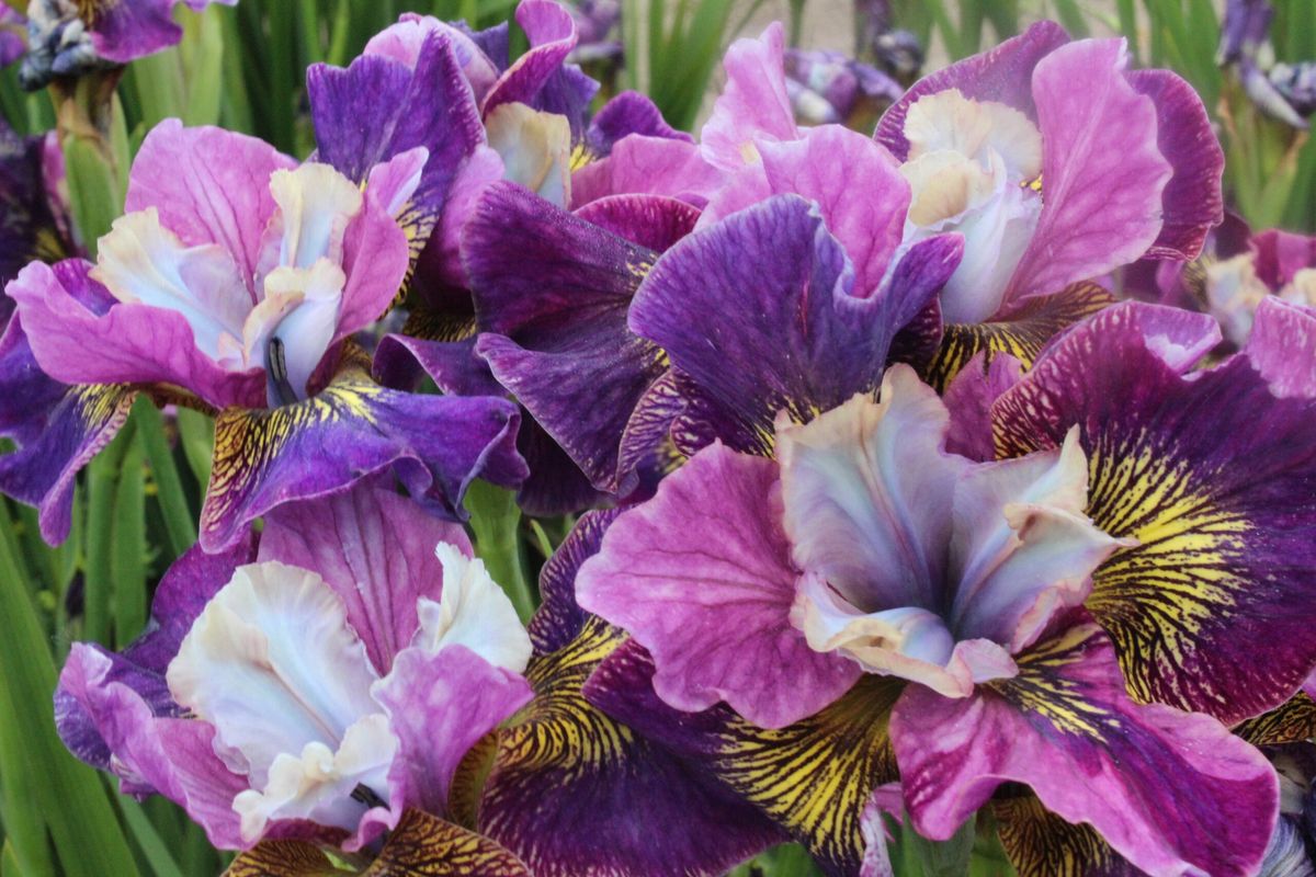 Iris Sibirica Charming Billy 