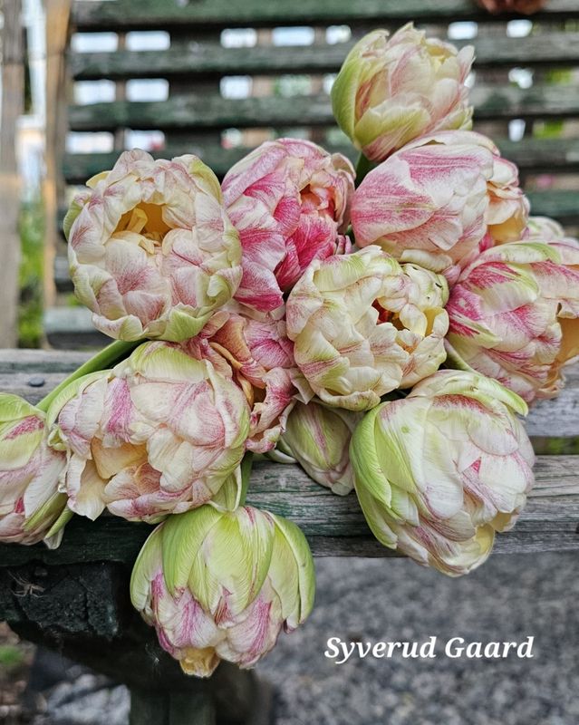 Tulipan Sprinkle Dip 5 stykk 