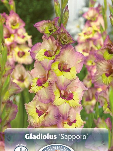 Hovedbilde Gladiolus Sapporo 10 stykk Nyhet