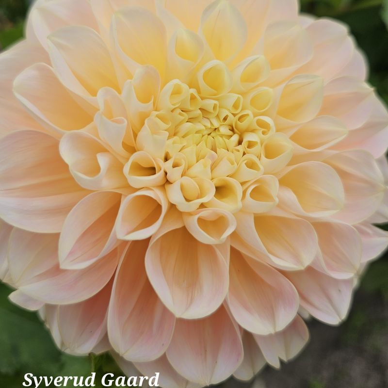 Dahlia Honey Dew 
