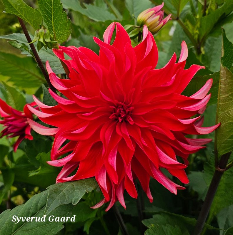 Dahlia Red Labyrinth 