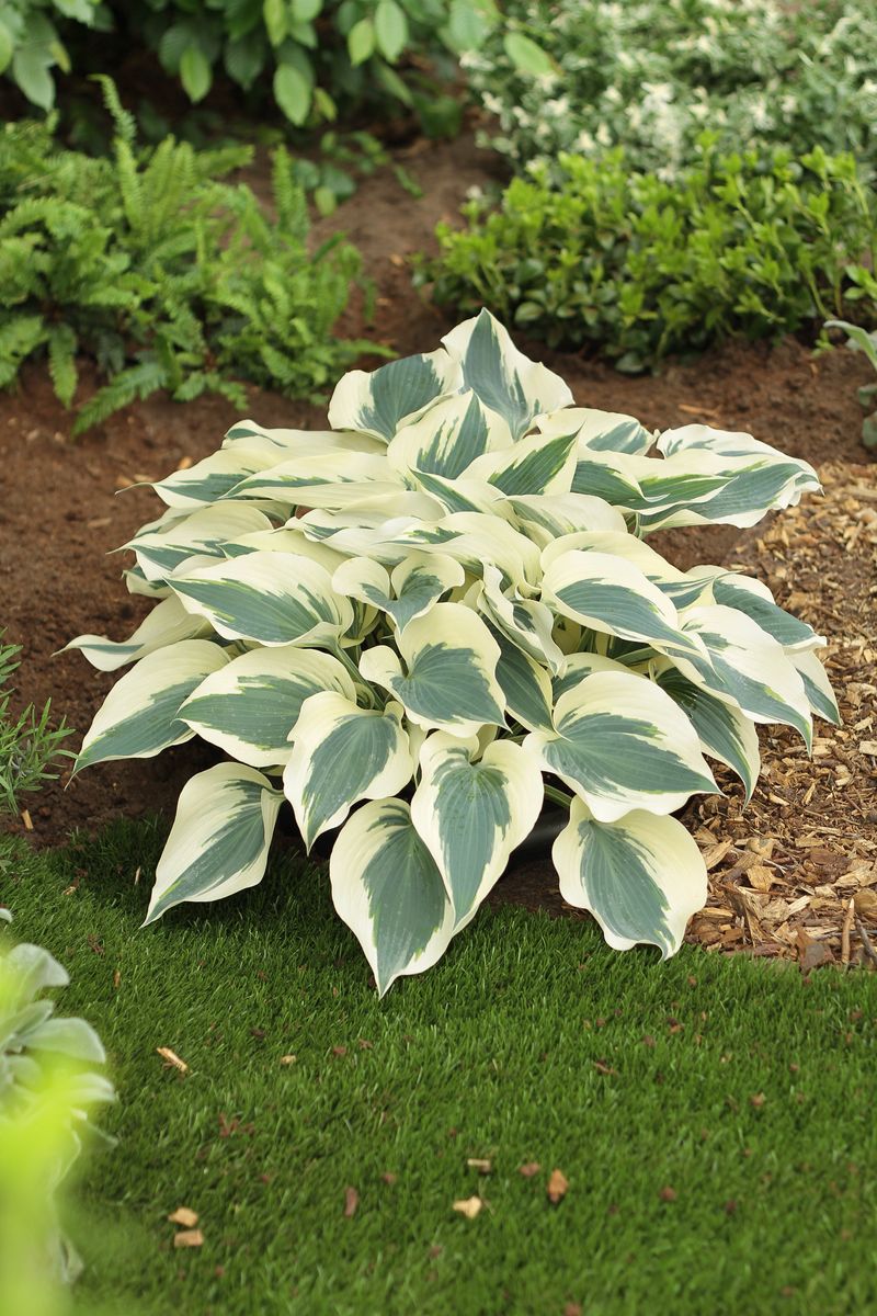 Hosta Firn Line 1 stykk Nyhet