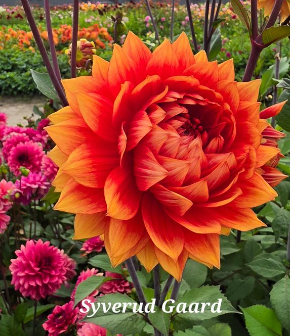 Hovedbilde Dahlia Willeke Alberti Nyhet 2027