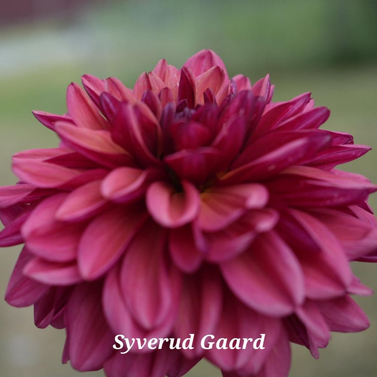 Dahlia Arit Anderson/Klara Zak Nyhet 2025