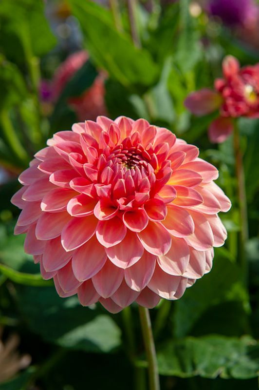 Dahlia Hillcrest Suffusion 
