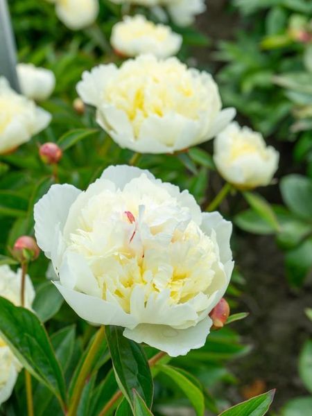 Hovedbilde Paeonia Lancaster Imperial Nyhet