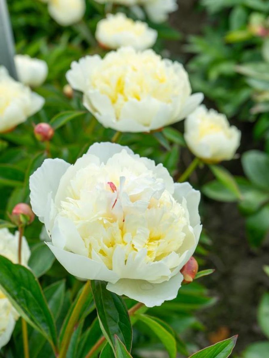 Paeonia Lancaster Imperial Nyhet