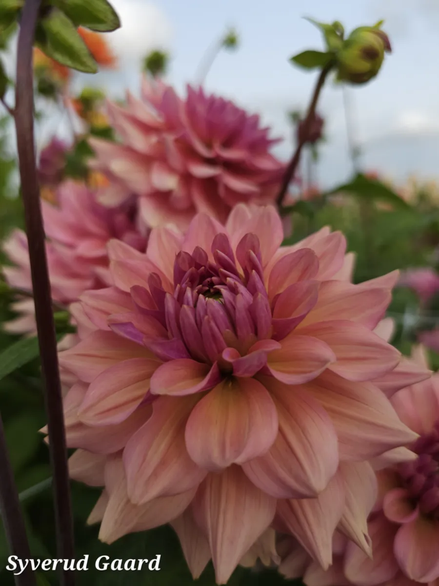 Dahlia La Belle Epoque 