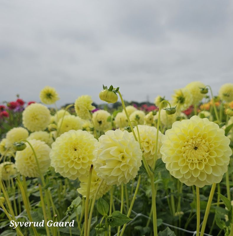 Dahlia Banana Baby 