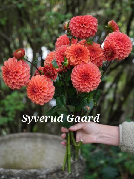 Hovedbilde Dahlia Big Pack  Zundert Mystery Fox  3 stykk