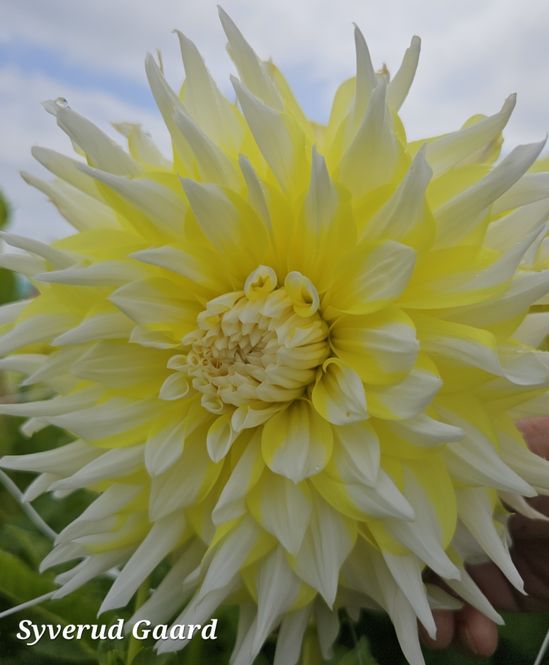 Hovedbilde Dahlia Grand Prix Nyhet 2027