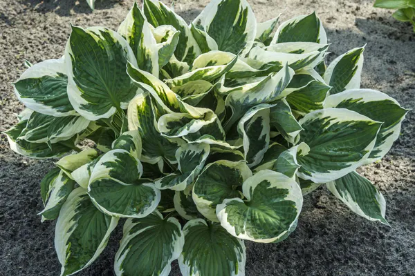 Hovedbilde Hosta Minuteman 