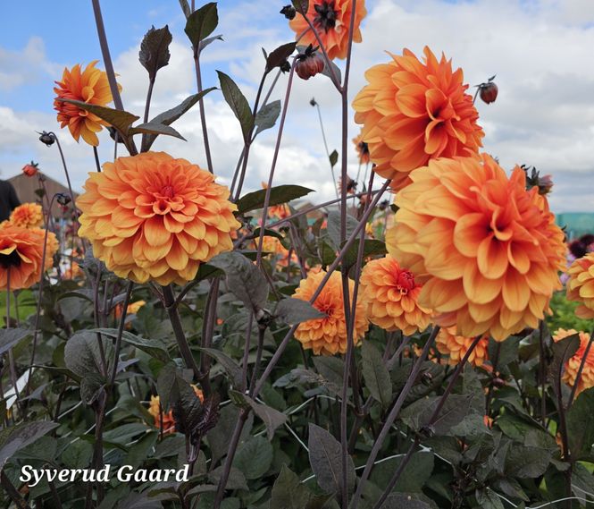 Hovedbilde Dahlia David Howard 