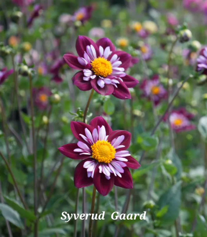 Dahlia Mary Evelyn 