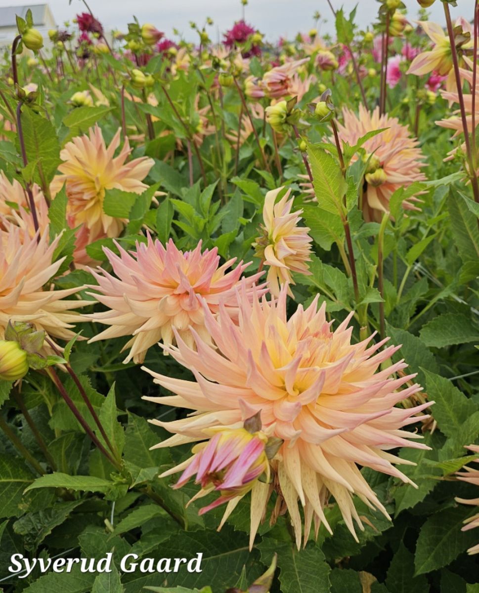 Dahlia Penhill Autumn shade 