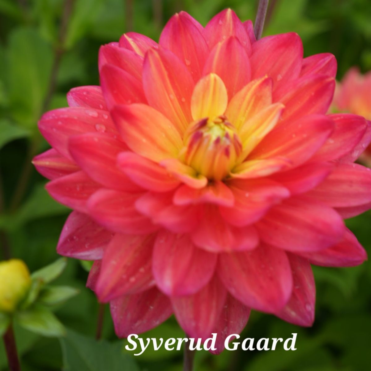 Dahlia Red Silence Nyhet 2026