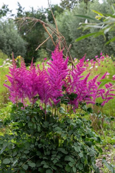 Hovedbilde Astilbe Mighty Max 1 stykk Nyhet