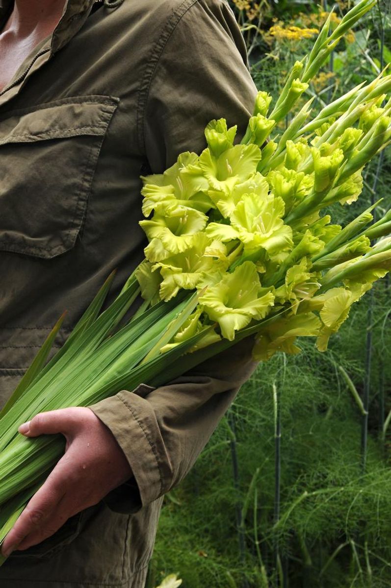 Gladiolus Green star 8 stykk