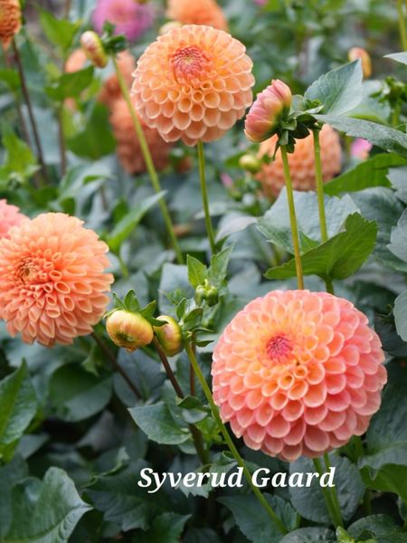 Hovedbilde Dahlia Jowey Paula Nyhet 2026