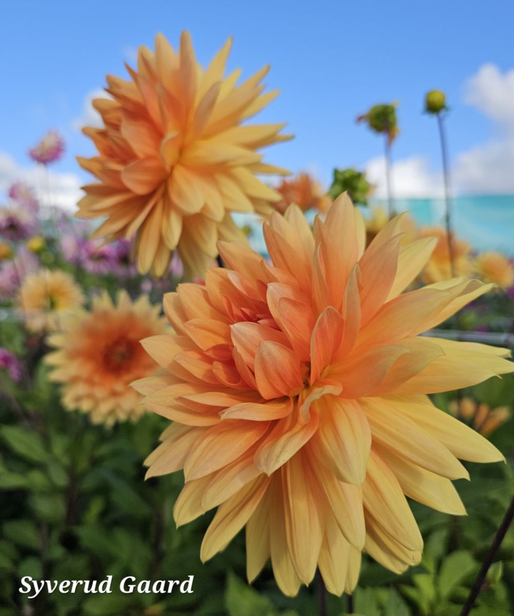 Dahlia Noordwijks Glorie 