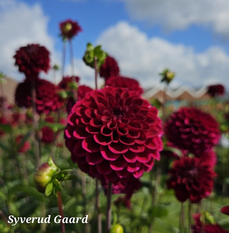 Dahlia Natal 