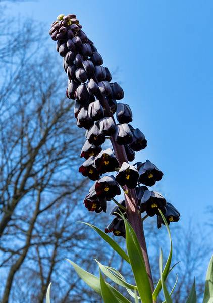 Hovedbilde Fritillaria Persica Nyhet 2026