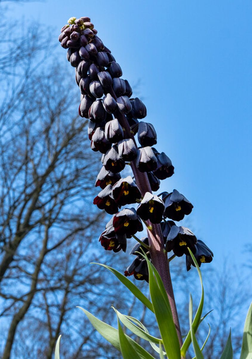 Fritillaria Persica Nyhet 2026