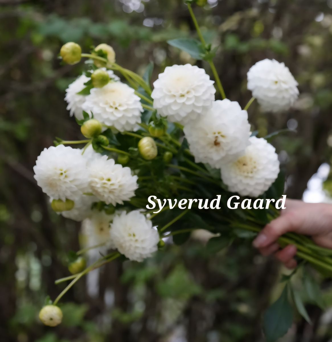 Dahlia Petra's Wedding  