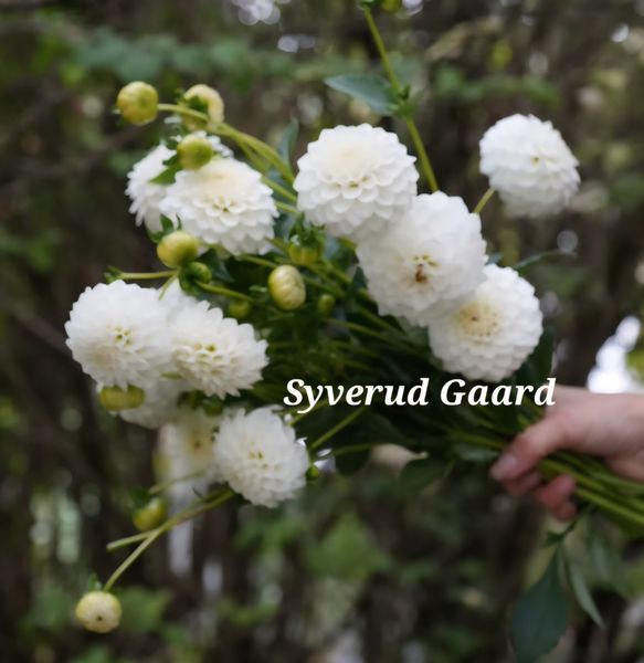 Hovedbilde Dahlia Petra's Wedding  