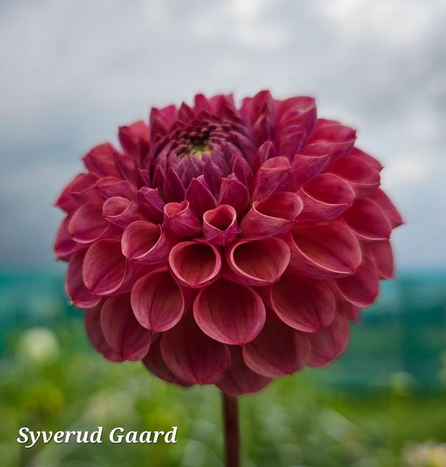 Hovedbilde Dahlia Caitlin's Joy