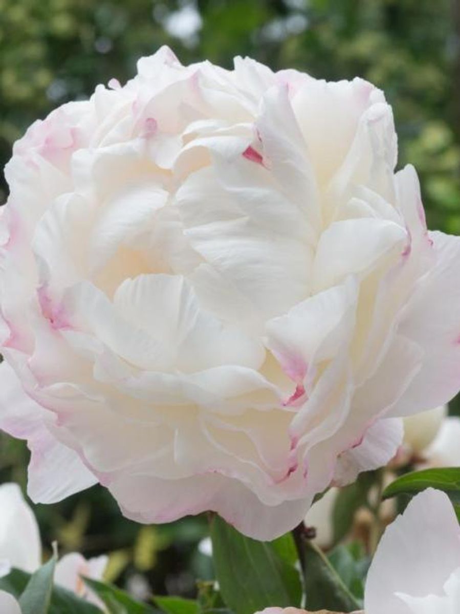 Paeonia Gardenia Nyhet